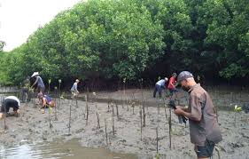 Pelestarian Hutan Mangrove di Tepi Sungai Indragiri